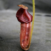 Nepenthes robcantleyi x (burbidgeae x edwardsiana), BE-4023