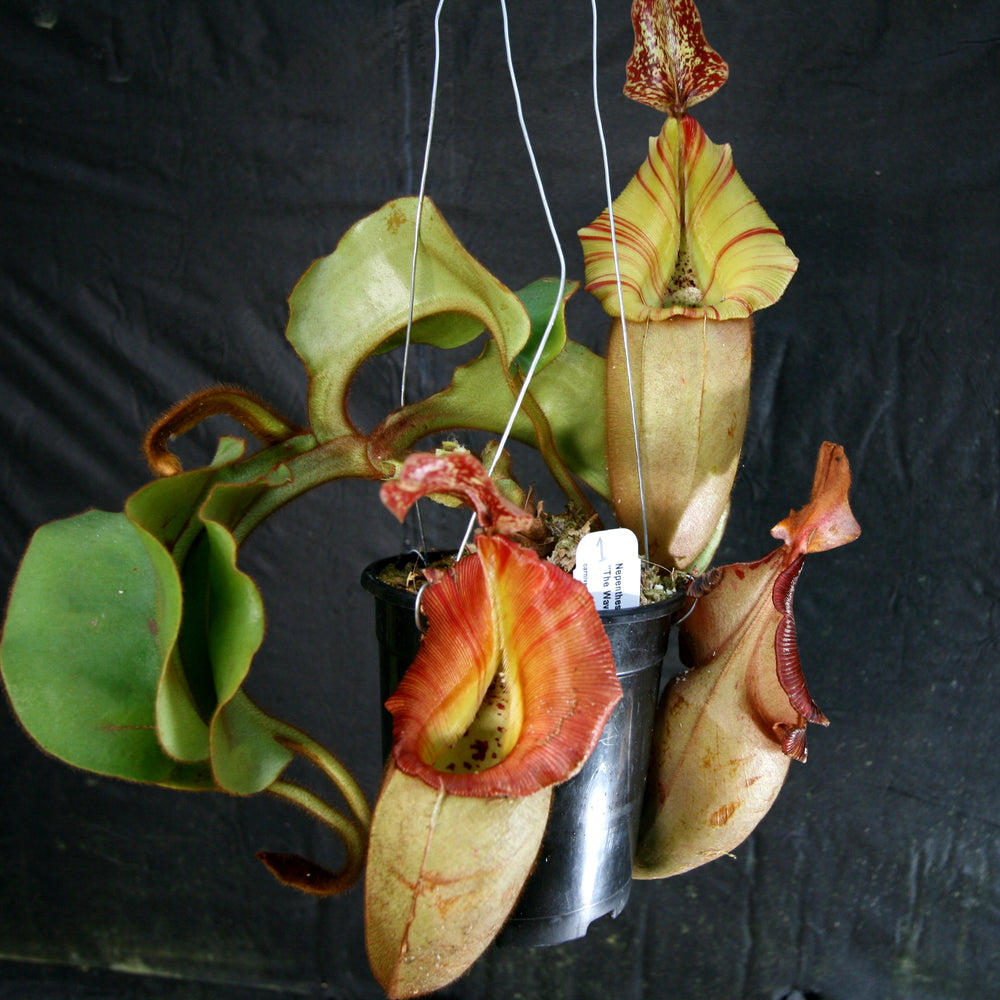 
                      
                        Nepenthes veitchii (#5 x "The Wave"), CAR-0062
                      
                    