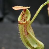 Nepenthes robcantleyi x (burbidgeae x edwardsiana), BE-4023