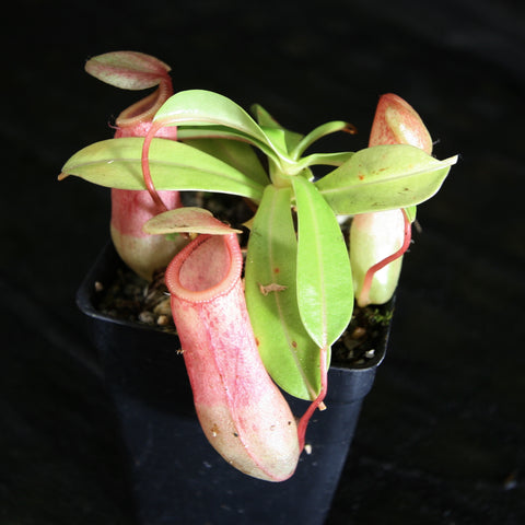 Nepenthes ventricosa plant with pinkish red pitcher traps in a small pot against a dark background