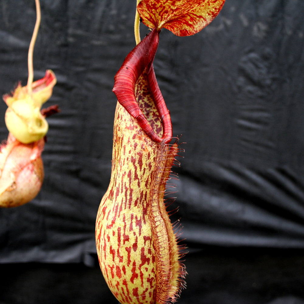 
                      
                        Nepenthes spathulata x peltata BE-3866
                      
                    
