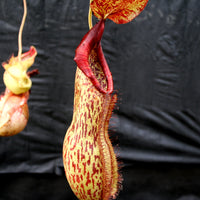 Nepenthes spathulata x peltata BE-3866