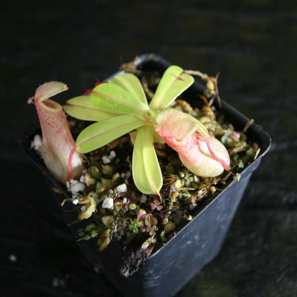 
                      
                        Nepenthes ventricosa (Denver x AG3), CAR-0072 , pitcher plant, carnivorous plant, collectors plant, large pitchers, rare plants 
                      
                    