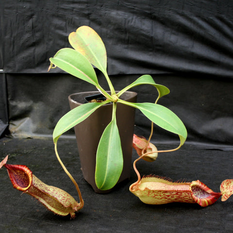 Nepenthes spathulata x peltata BE-3866 plant in a brown pot with long green leaves and red-spotted pitchers.