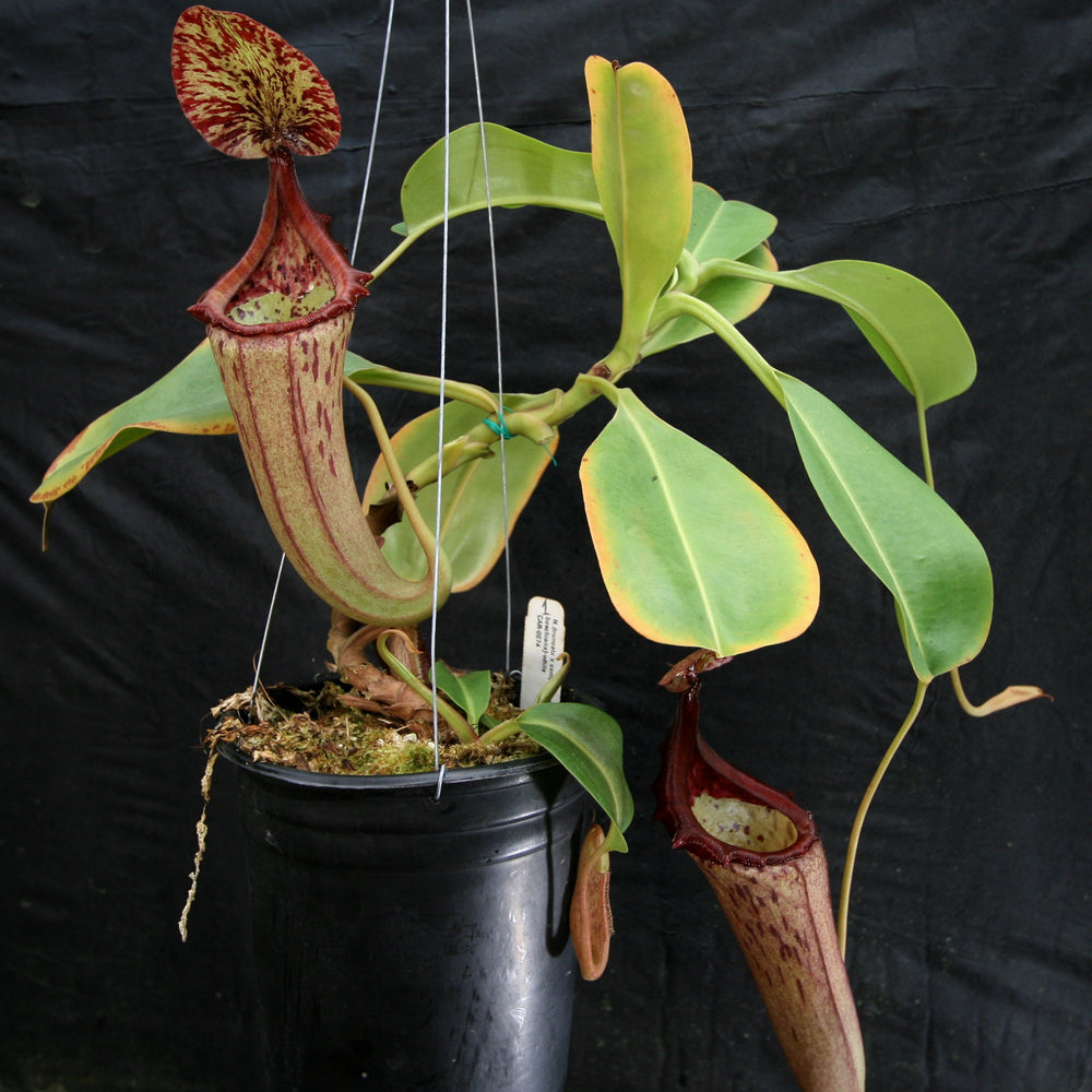 
                      
                        Nepenthes (truncata x campanulata) x [(lowii x veitchii) x boschiana]-white, CAR-0074
                      
                    