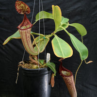 Nepenthes (truncata x campanulata) x [(lowii x veitchii) x boschiana]-white, CAR-0074