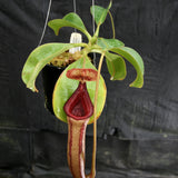Nepenthes Song of Melancholy x (sibuyanensis x truncata), CAR-0047