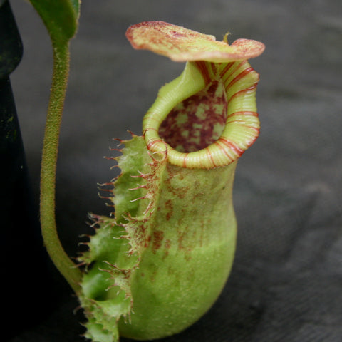 Nepenthes Queens Collar pitcher plant with a lime green pitcher and pink striped peristome.
