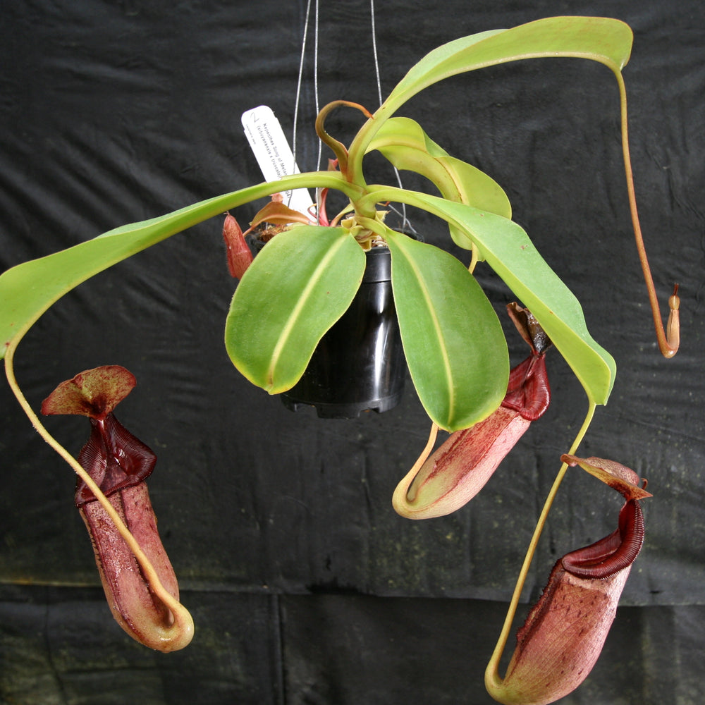 
                      
                        Nepenthes Song of Melancholy x (sibuyanensis x truncata), CAR-0047
                      
                    