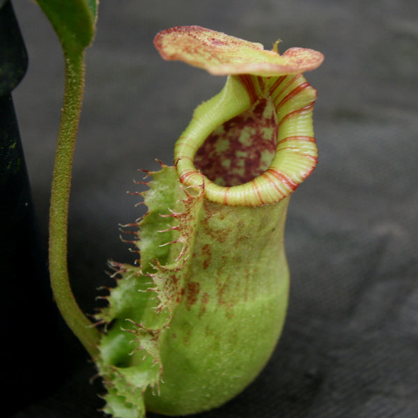 Nepenthes (spathulata x lowii) x [(lowii x veitchii) x boschiana] "Queens Collar", CAR-0159