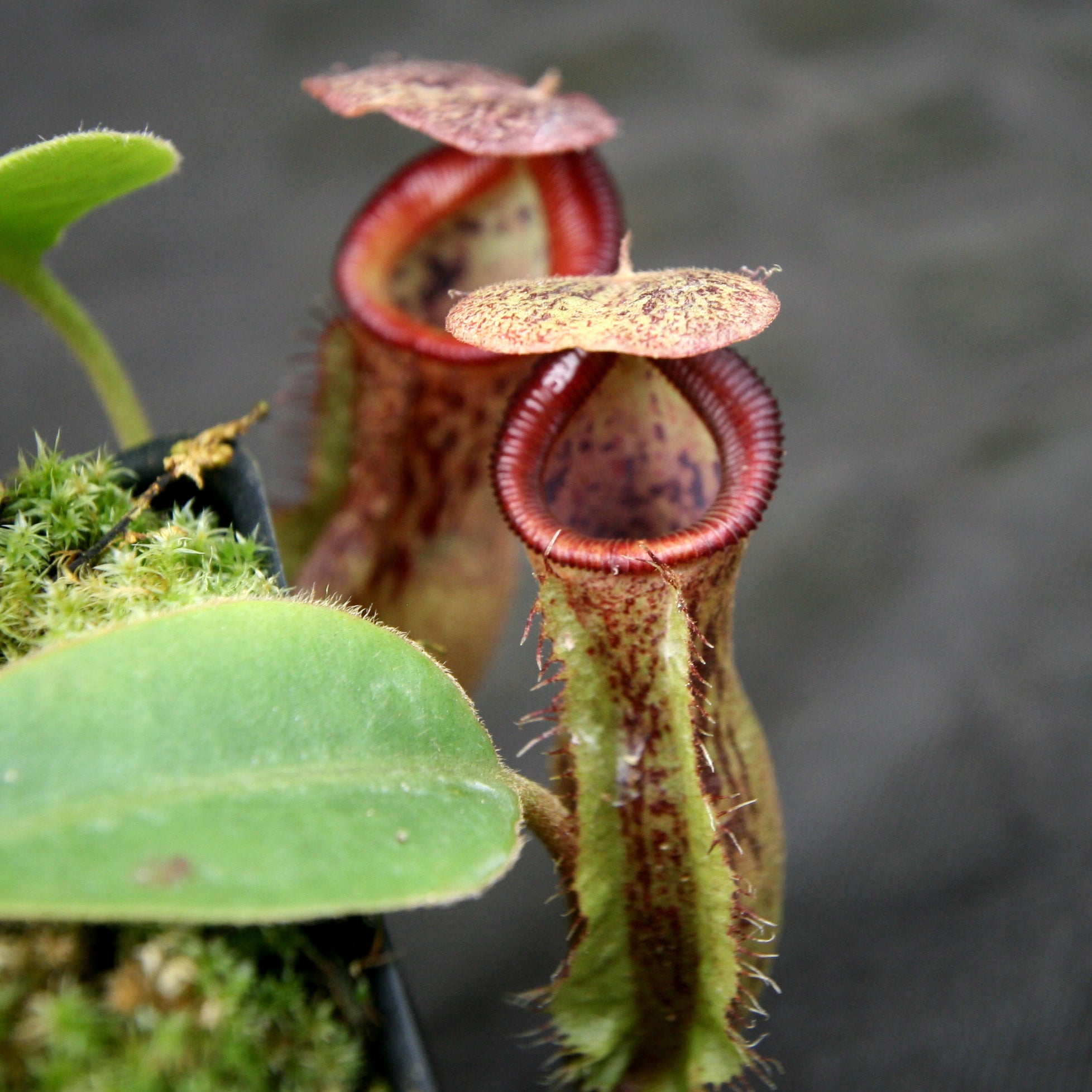Nepenthes (spathulata x lowii) x [(lowii x veitchii) x boschiana