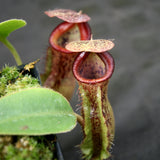 Nepenthes (spathulata x lowii) x [(lowii x veitchii) x boschiana] "Queens Collar", CAR-0159