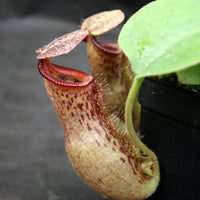 Nepenthes (spathulata x lowii) x [(lowii x veitchii) x boschiana] "Queens Collar", CAR-0159