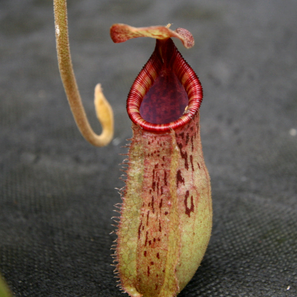 
                      
                        Nepenthes (spathulata x lowii) x [(lowii x veitchii) x boschiana] "Queens Collar", CAR-0159
                      
                    