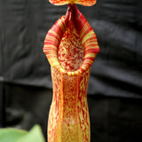 Nepenthes spathulata x peltata BE-3866