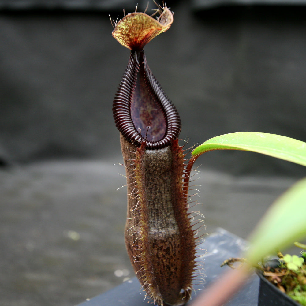 
                      
                        Nepenthes singalana variegated x hamata, CAR-0138
                      
                    
