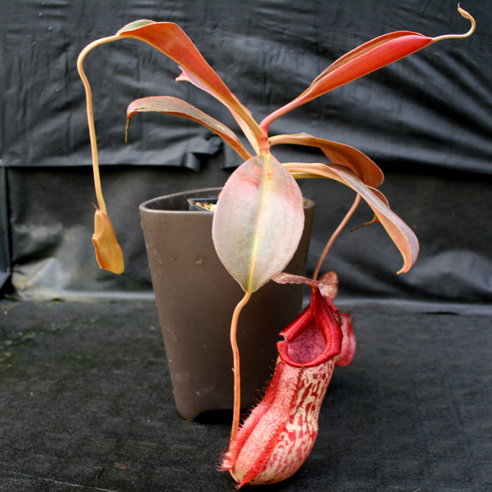 
                      
                        Nepenthes spathulata x peltata BE-3866
                      
                    