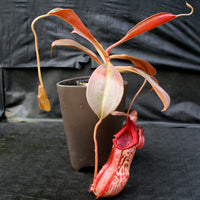 Nepenthes spathulata x peltata BE-3866