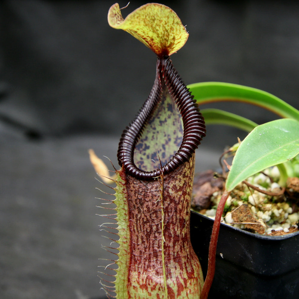 
                      
                        Nepenthes singalana variegated x hamata, CAR-0138
                      
                    