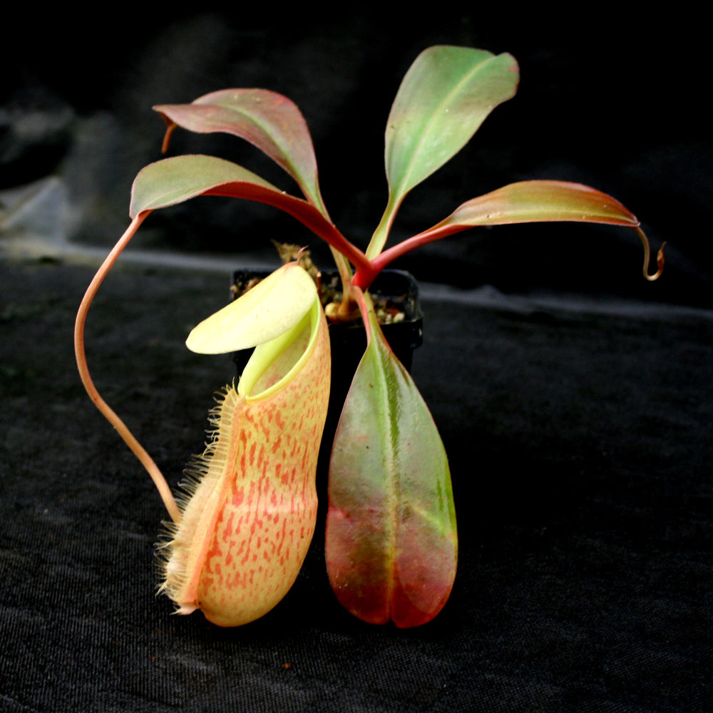 
                      
                        Nepenthes spathulata x peltata BE-3866
                      
                    