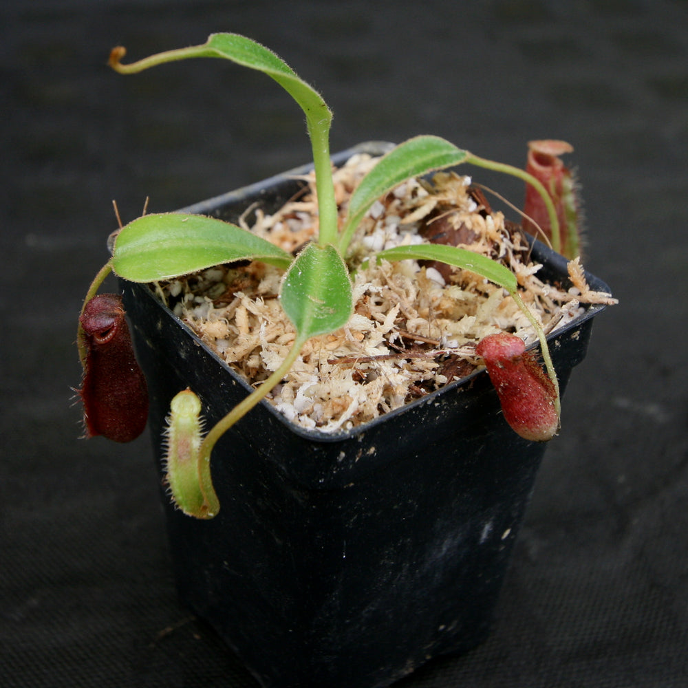 
                      
                        Nepenthes lowii Trusmadi, CAR-0018
                      
                    