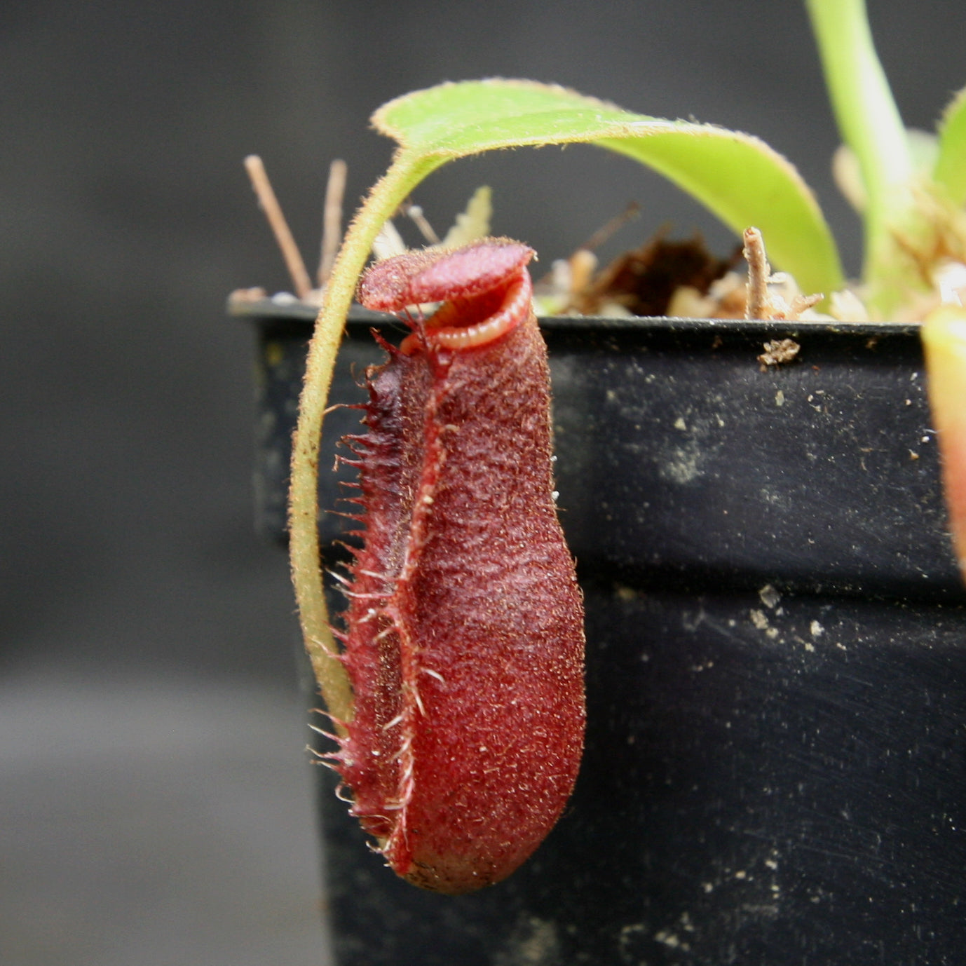 Nepenthes lowii Trusmadi, CAR-0018 – Carnivero