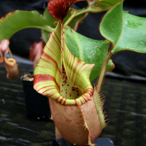 Close up of a Nepenthes veitchii Murud Striped x Candy clone 3 pitcher with lime green body and red striped rim