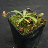 Nepenthes lowii Trusmadi, CAR-0018