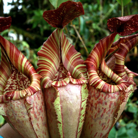 Cluster of Nepenthes maxima x veitchii HL pitchers with red and yellow striped peristomes