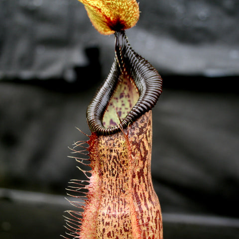 Close up of Nepenthes spathulata x hamata BE-3793 pitcher with ribbed dark rim and spotted body.