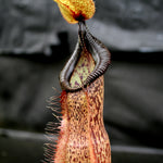 Nepenthes spathulata x hamata, BE-3793