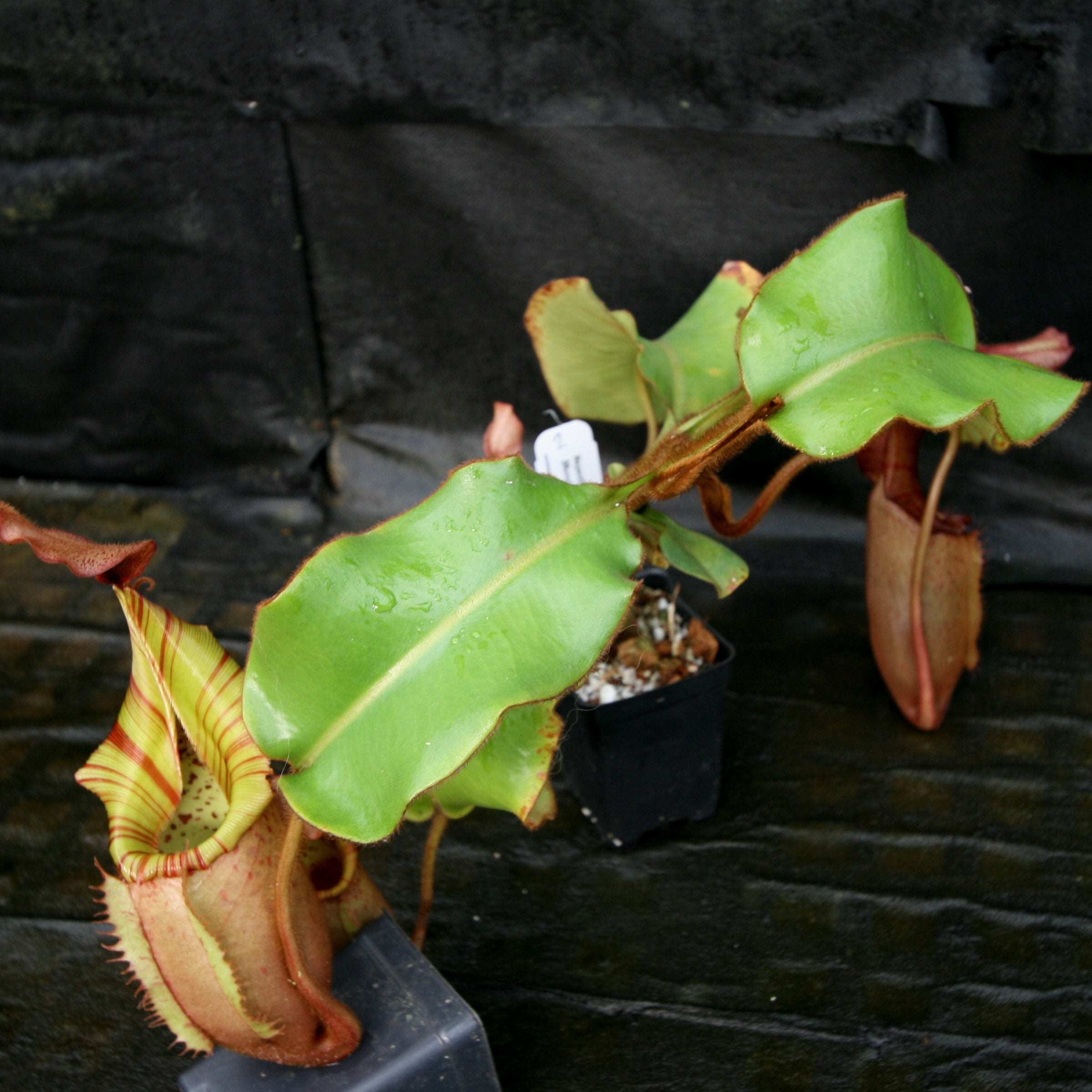 Nepenthes veitchii (Murud Striped x Candy), clone 3 – Carnivero