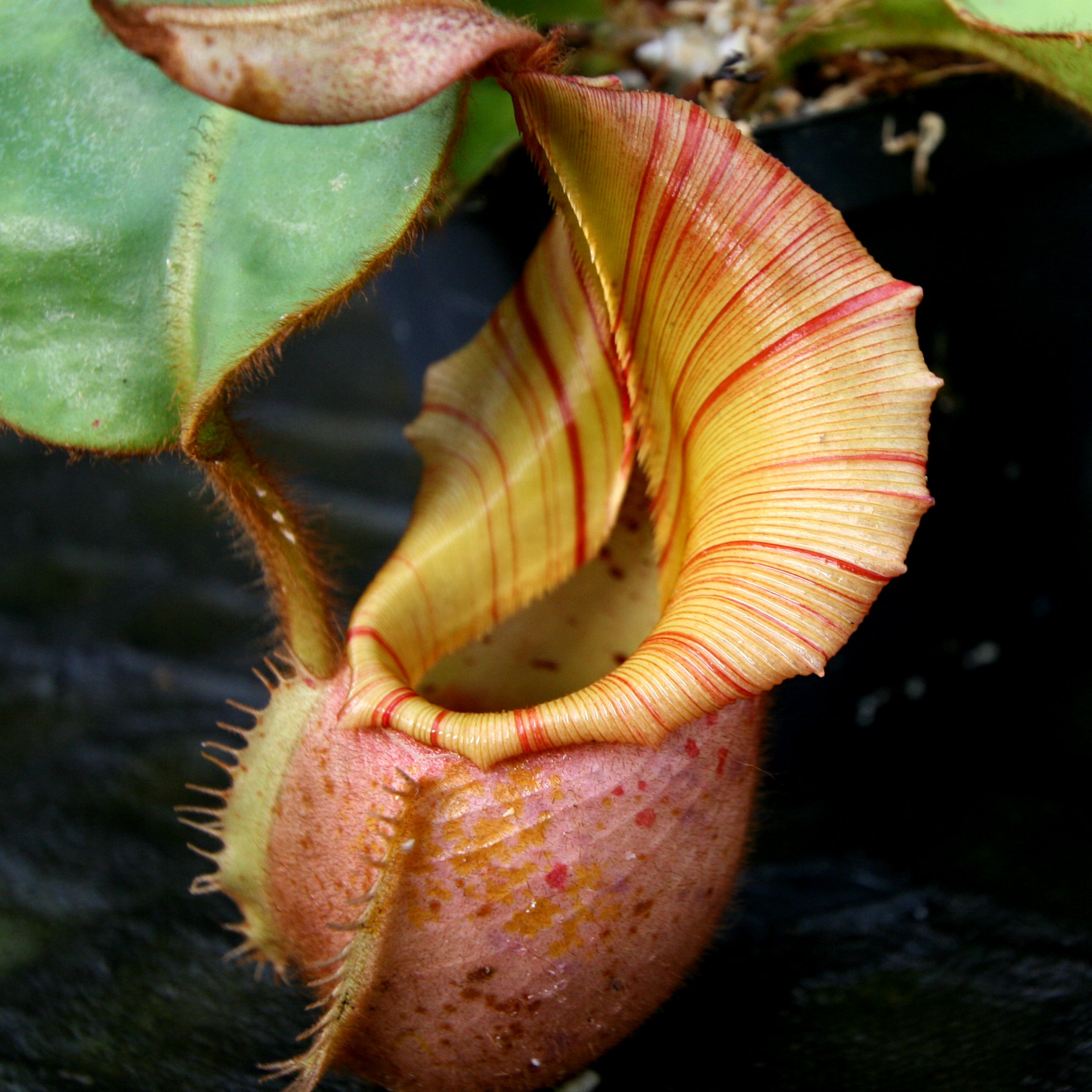 Nepenthes veitchii Bareo Squat – Carnivero
