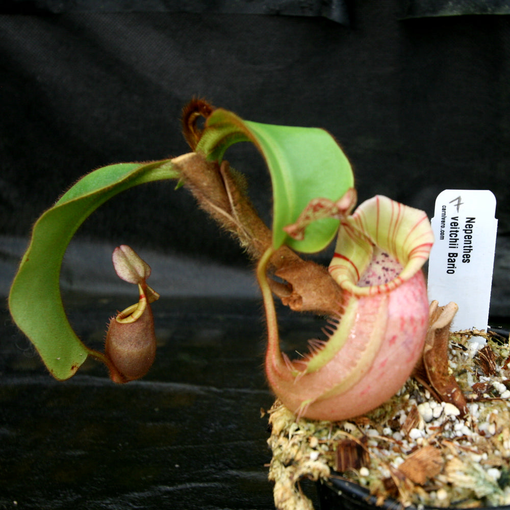 
                      
                        Nepenthes veitchii Bareo Squat
                      
                    