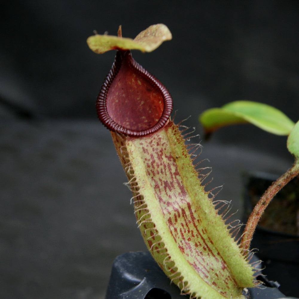 
                      
                        Nepenthes hamata Tambusisi x truncata "Tyrant", CAR-0118
                      
                    