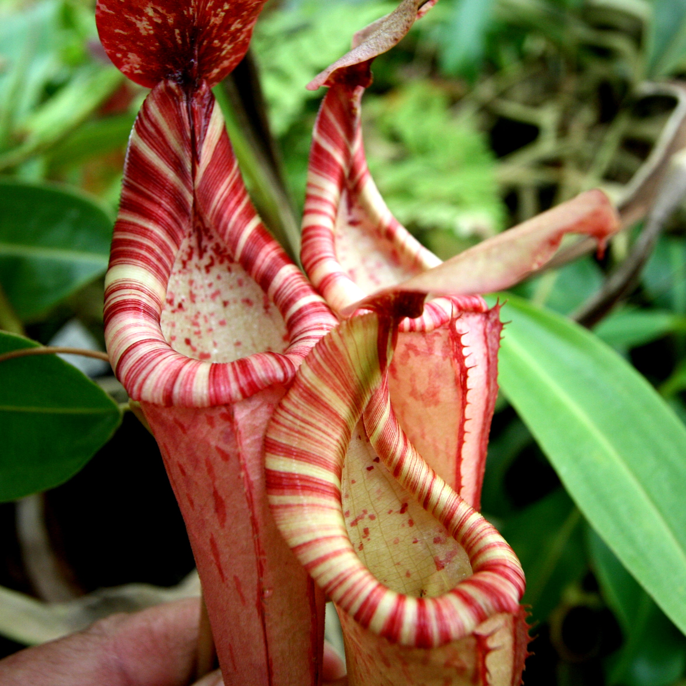 Nepenthes (Rokko x boschiana) x {maxima x [(stenophylla x lowii) x