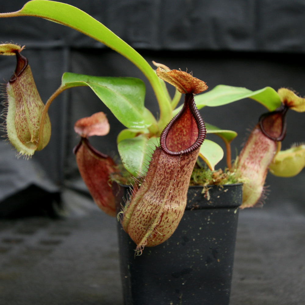 
                      
                        Nepenthes hamata Tambusisi x truncata "Tyrant", CAR-0118
                      
                    
