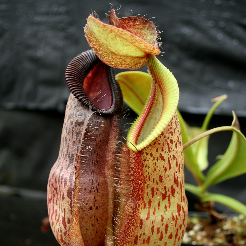 
                      
                        Nepenthes spathulata x hamata, BE-3793
                      
                    
