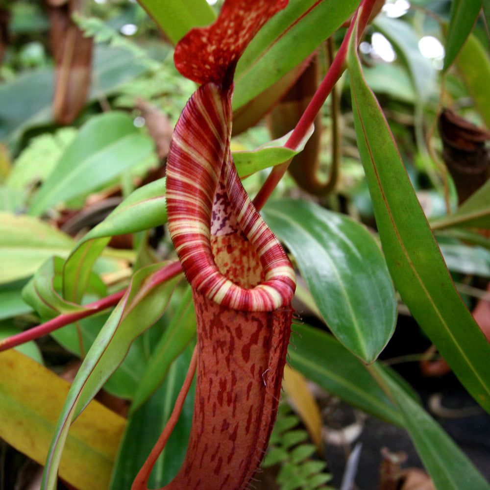 
                      
                        Nepenthes (Rokko x boschiana) x {maxima x [(stenophylla x lowii) x (Rokko x veitchii)]}
                      
                    
