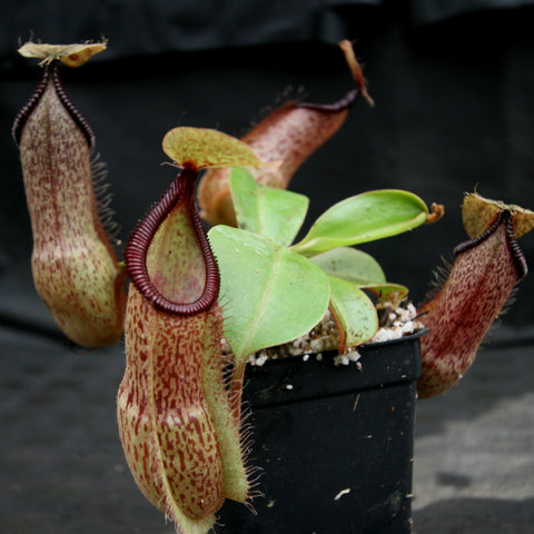 Nepenthes hamata Tambusisi x truncata "Tyrant", CAR-0118