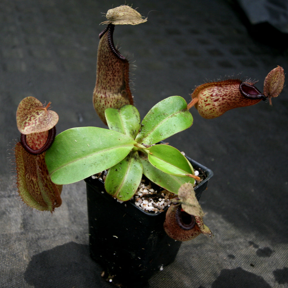 
                      
                        Nepenthes hamata Tambusisi x truncata "Tyrant", CAR-0118
                      
                    