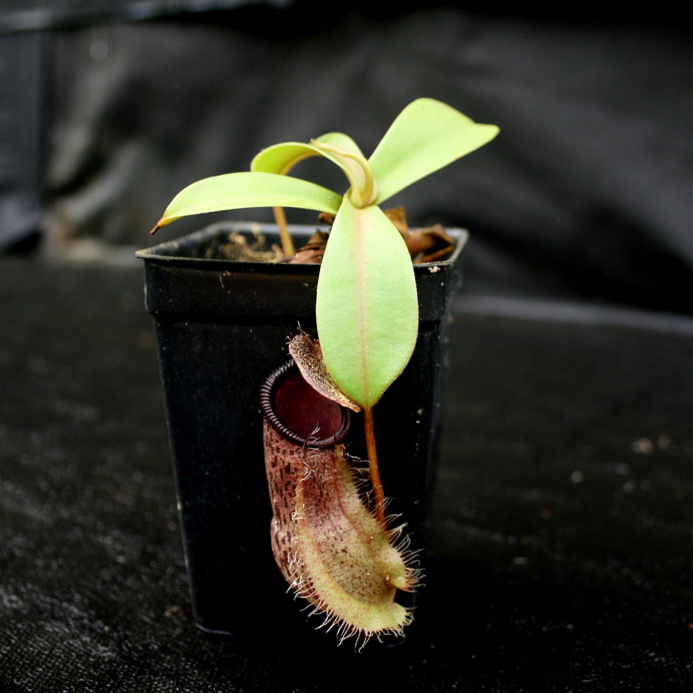 
                      
                        Nepenthes spathulata x hamata, BE-3793
                      
                    