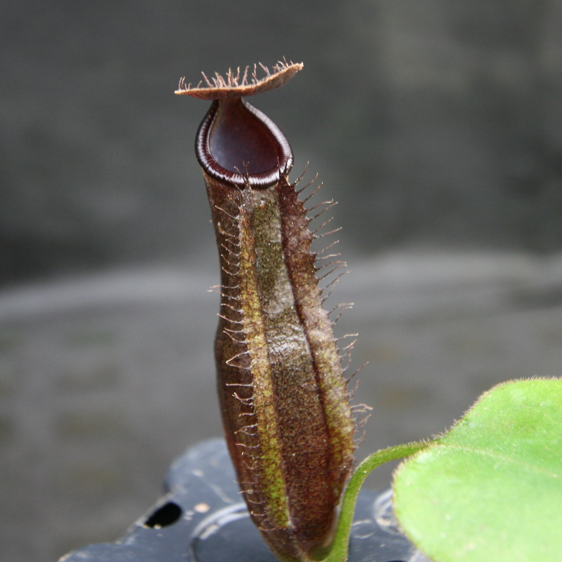 Nepenthes naga x truncata (C), CAR-0178 – Carnivero