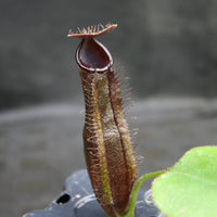 Nepenthes naga x truncata (C), CAR-0178