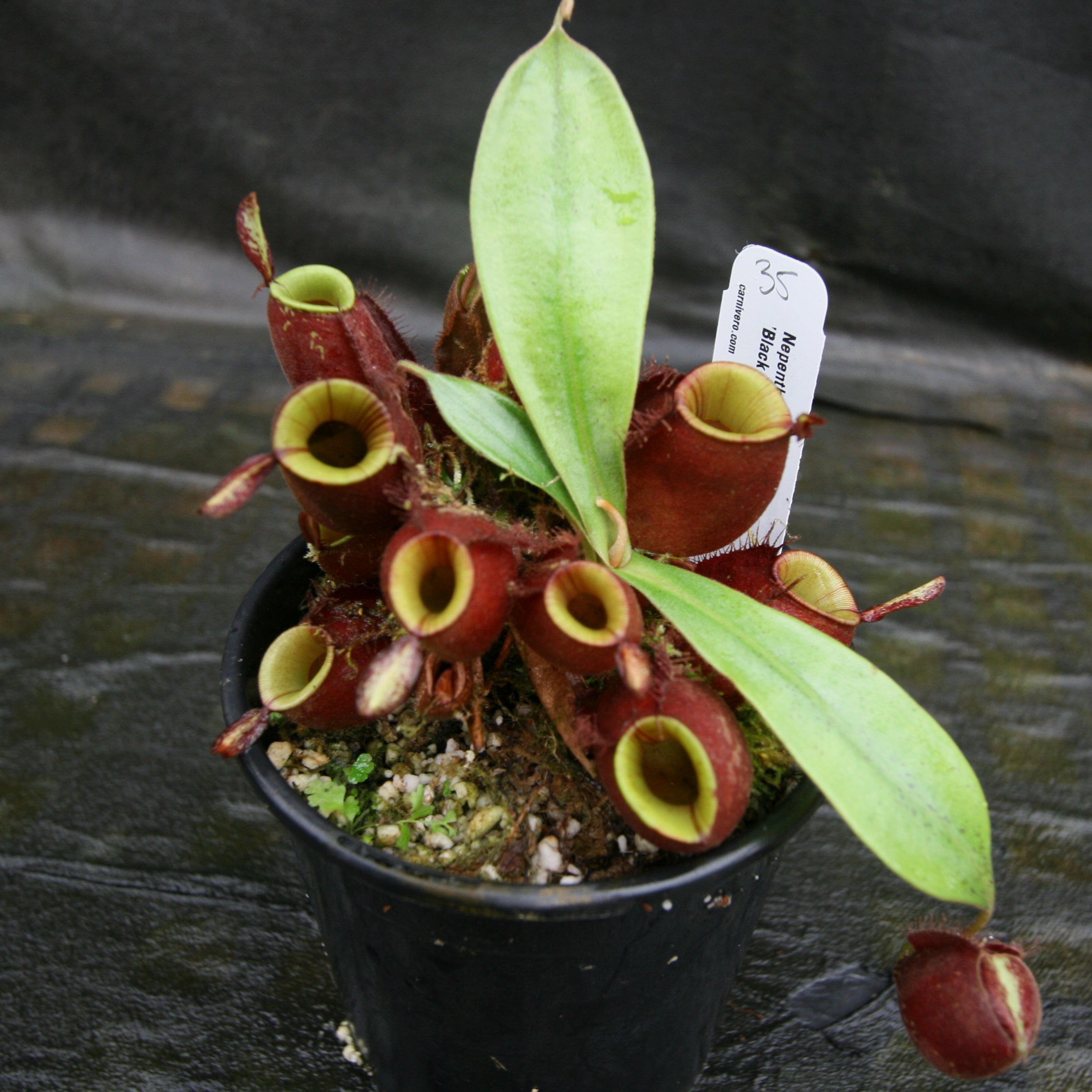 N.ampullaria 'Black Miracle' 3号鉢 ネペンテス Nepenthes 'Black
