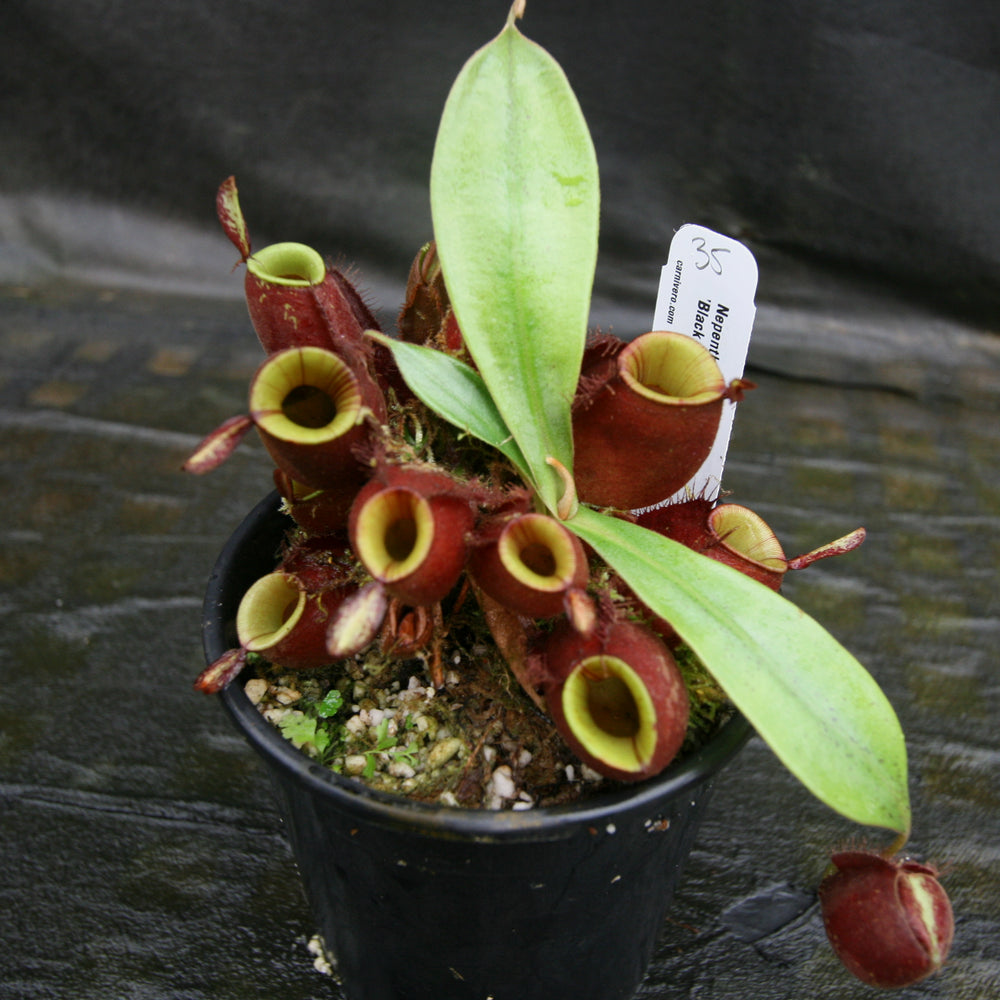 
                      
                        Nepenthes ampullaria 'Black Miracle'
                      
                    