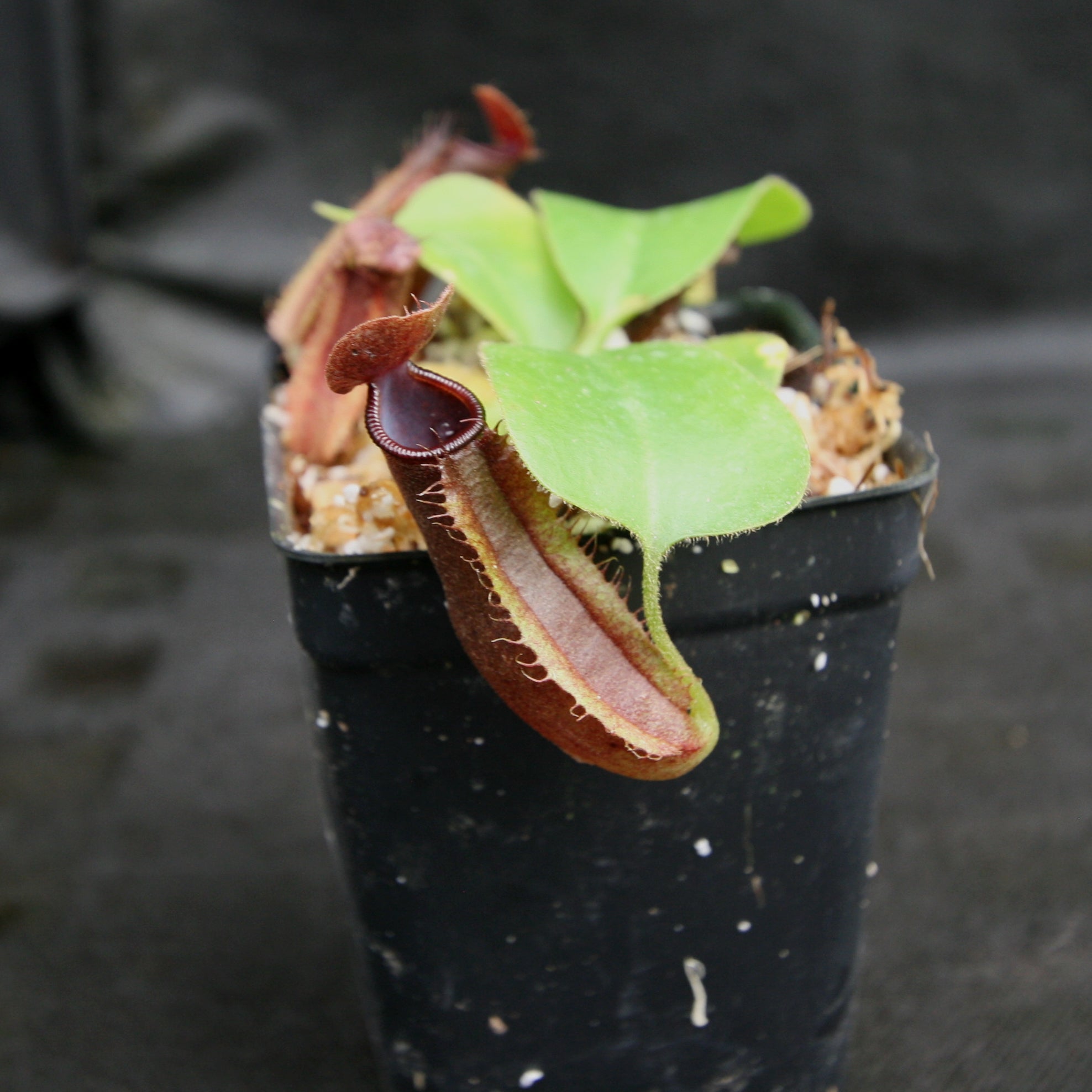 Nepenthes naga x truncata (C), CAR-0178 – Carnivero