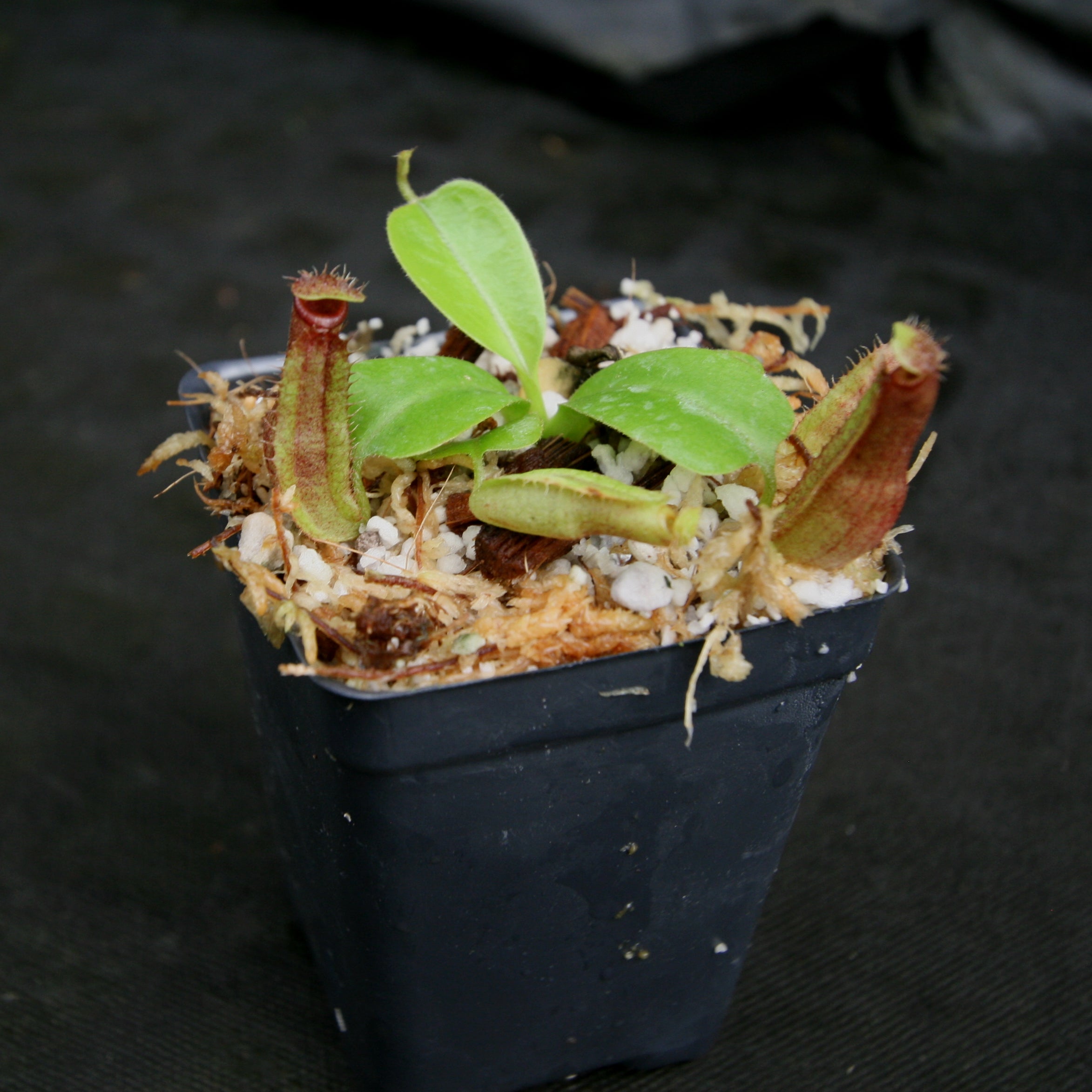 Nepenthes naga x truncata (C), CAR-0178 – Carnivero