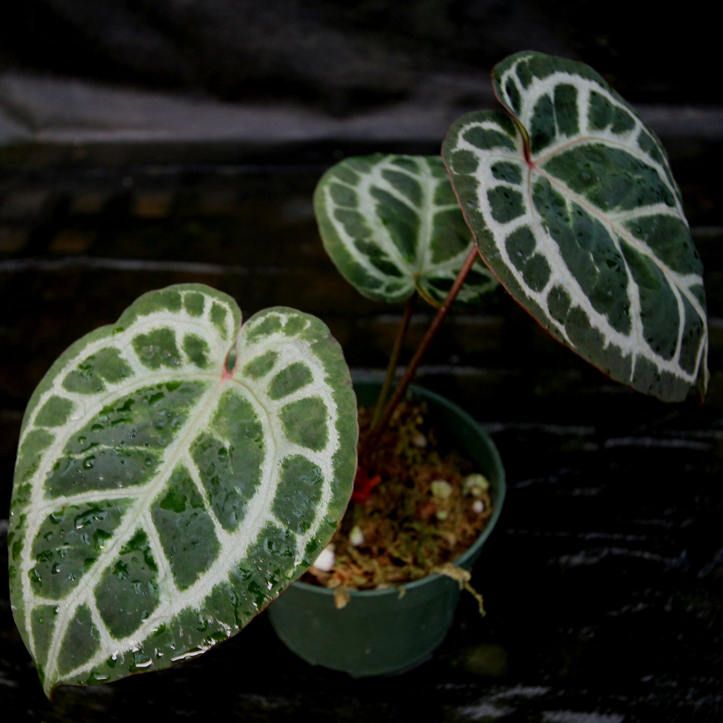 anthurium doc block f3 Anthurium Doc Block