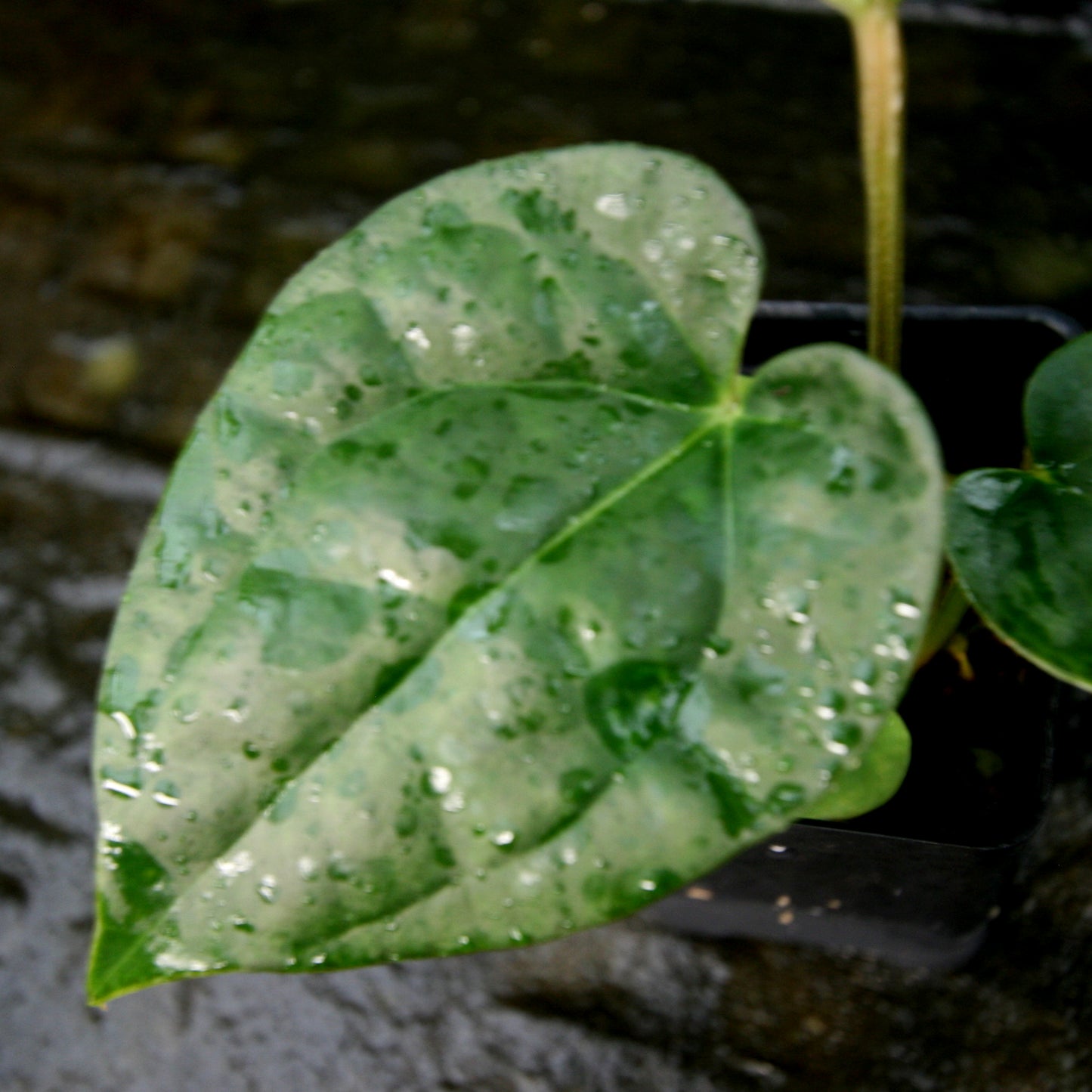 anthurium jungle fan Anthurium Jungle Giant x luxurians – Carnivero